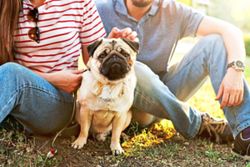 5 fun outdoor activities you can enjoy with your dog