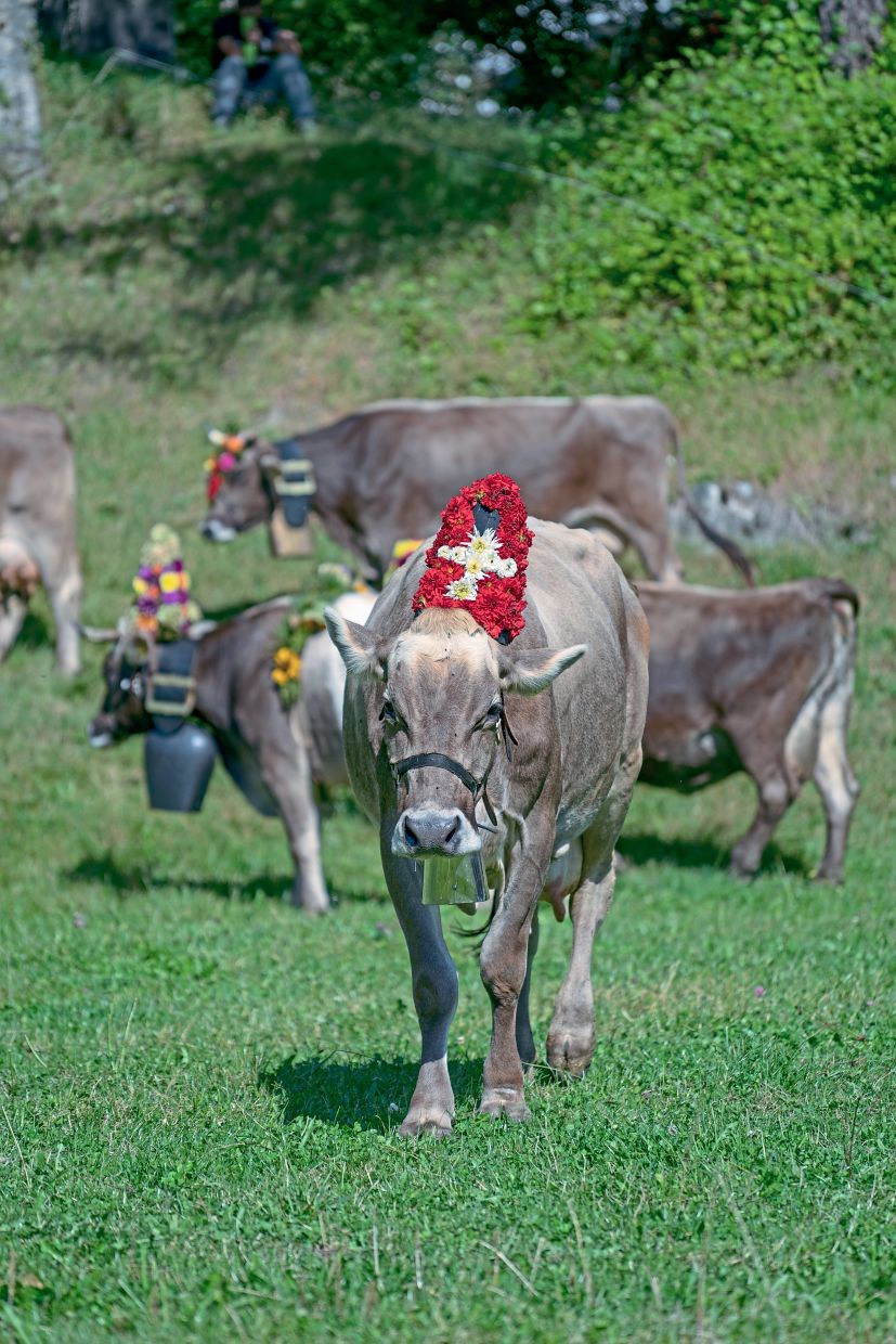During Austria’s ceremonial cattle drive, Almabtrieb, the animals are decked out in colourful flowers.