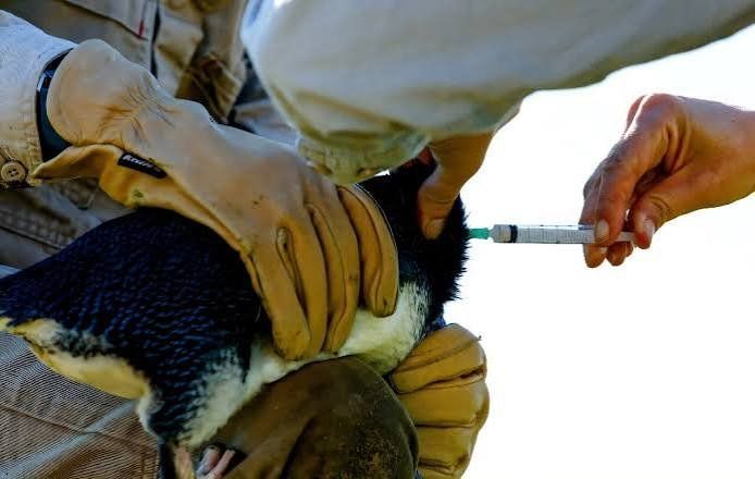 Australia launches world's first campaign to vaccinate penguins against bird flu: Reports