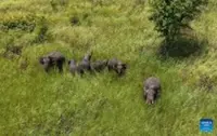 Rare herd of wild Asian elephants spotted roaming near village in North-West Cambodia
