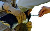 Australia launches world's first campaign to vaccinate penguins against bird flu: Reports