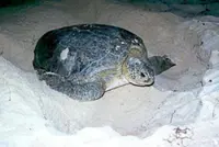 Green turtles return to Kelantan coast after three decades