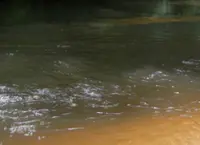 Pertang river's green hue due to excessive algae growth, says Negri Fisheries Dept