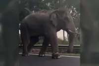 QuickCheck: Is a wild elephant wandering along the East-West Highway near Gerik?