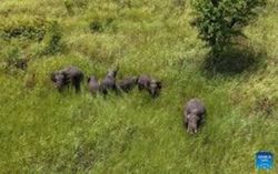 Rare herd of wild Asian elephants spotted roaming near village in North-West Cambodia