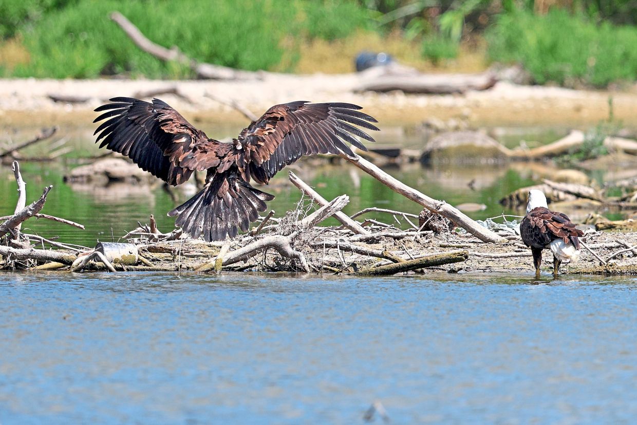 An eaglet lands alongside a bald eagle at White Rock Lake.