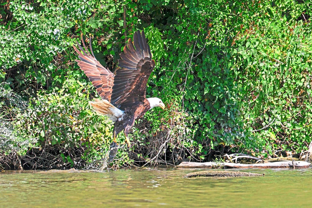 A bald eagle pulls a fish from White Rock Lake.