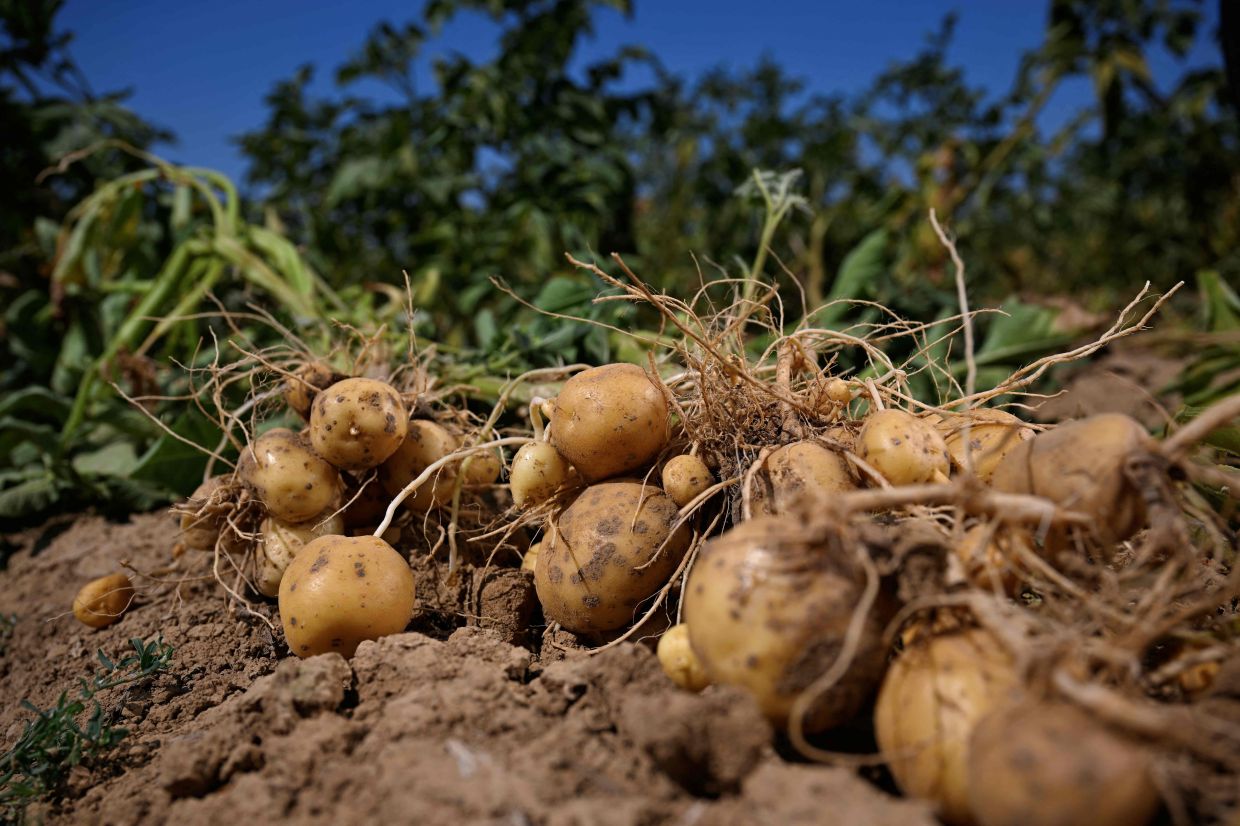 Small-calibre potatoes growing in a field in the village of Nandrin.