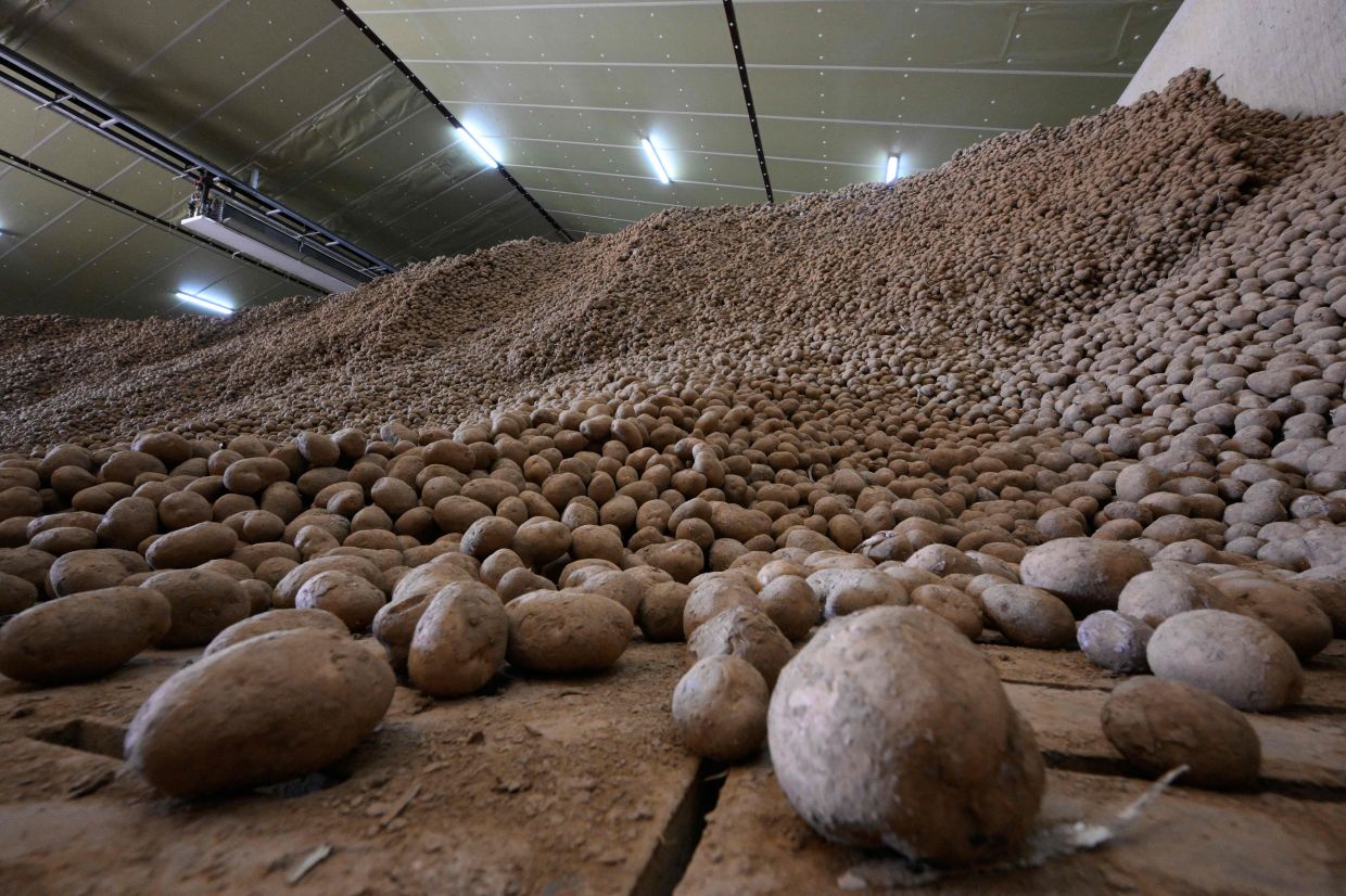 Fontane potatoes stored in a warehouse in Amay.