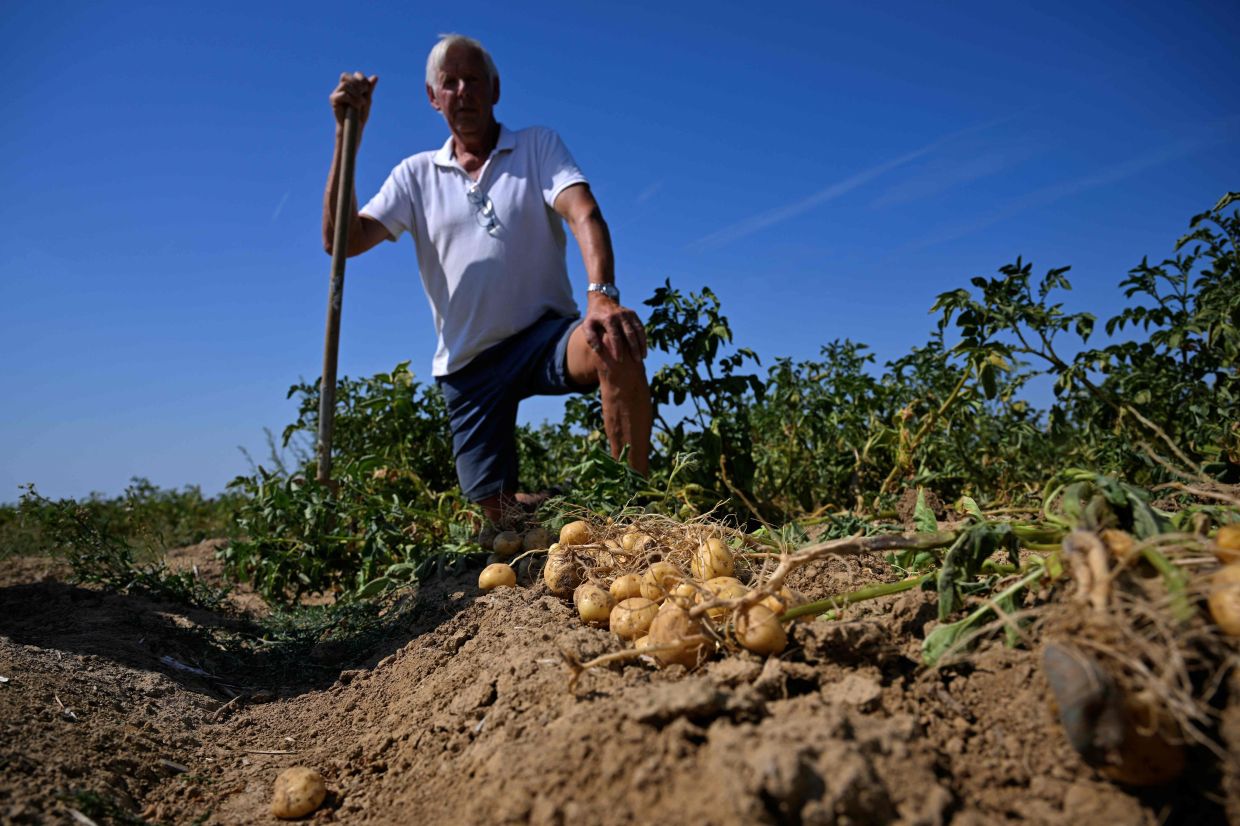 A farmer stands in field planted with potatoes in the village of Nandrin.