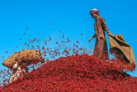 Red alert in chilli capital