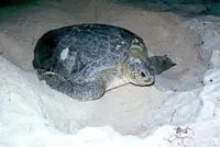 Green turtles return to Kelantan coast after 30 years