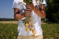 Too small for fries: Drought shrinks Belgian potatoes