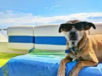 Travelling with your dogs? Here are some hotels that accept furry guests