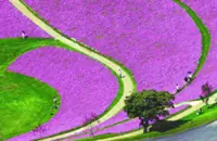 Pink petunias in full bloom delight visitors at Japan farm