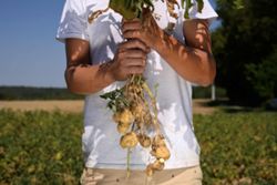 Too small for fries: Drought shrinks Belgian potatoes