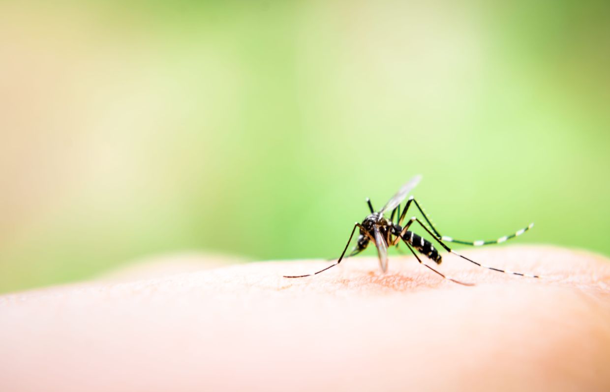 Aedes mosquitoes are characterised by the white bands on their legs and bodies.