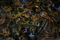 Canada excludes US seafood from retaliatory tariffs