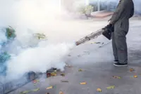 Dengue cases in Malaysia are rising: What you need to know