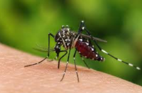 Bali plays down Zika concerns after US issues travel health warning