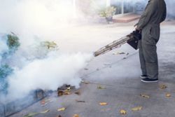 Dengue cases in Malaysia are rising: What you need to know