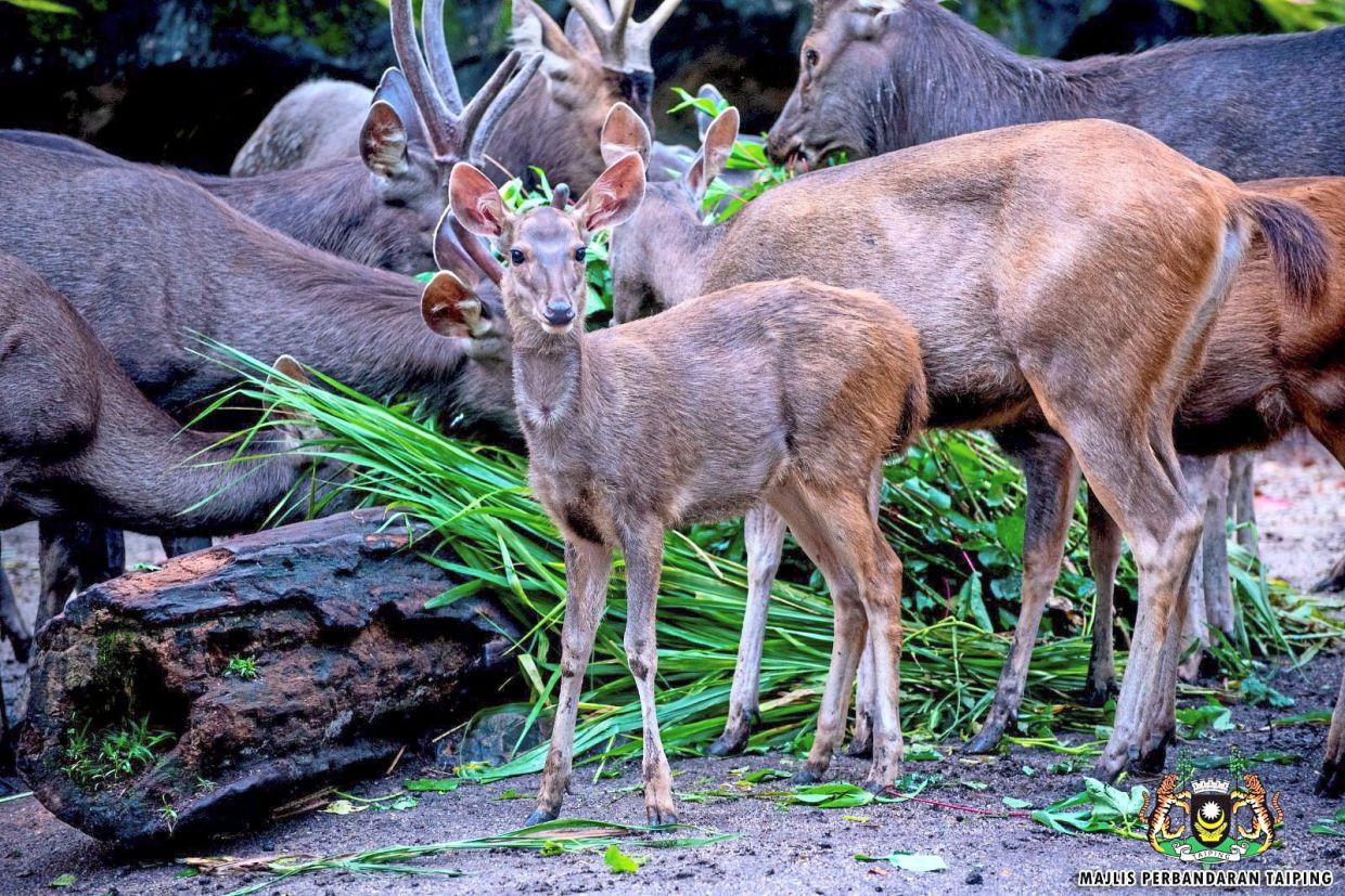 An Ubi deer is among the latest additions to the Taiping Zoo.