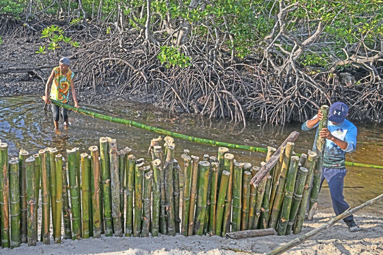 The Bamboo warriors of Masbate