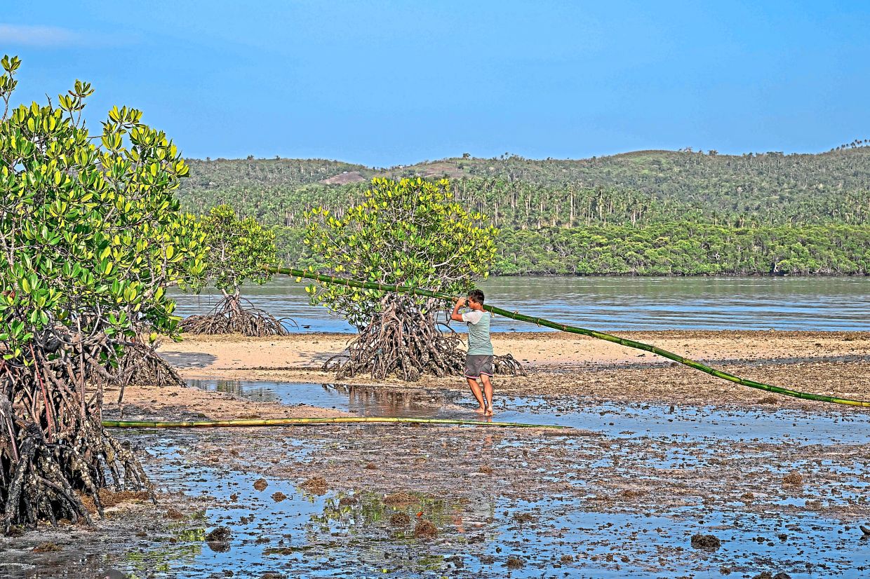 A man carrying a bamboo trunk to build fences to protect the mangroves at ticao island. — AFP