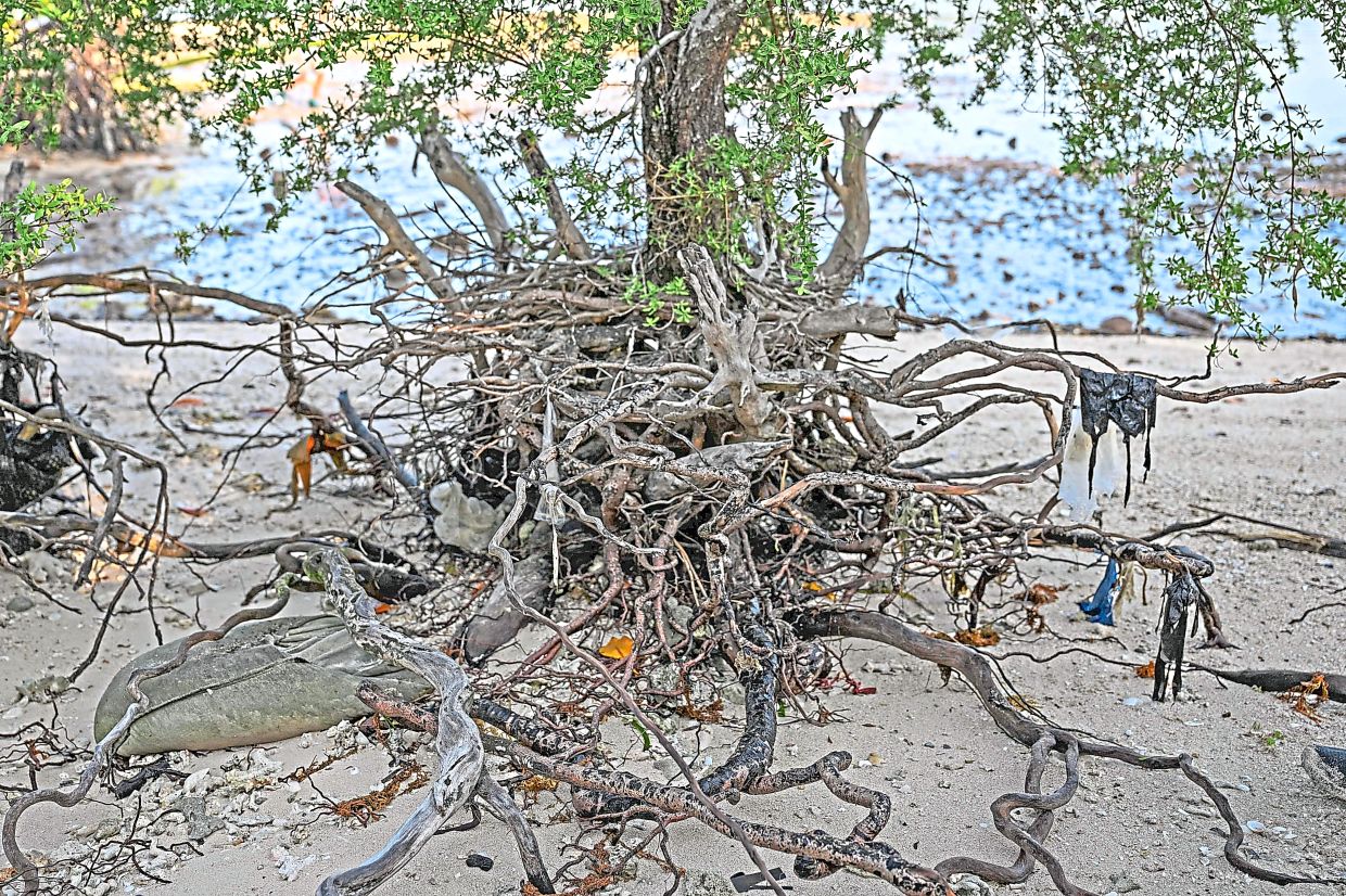 Plastic waste hanging on mangroves. — AFP