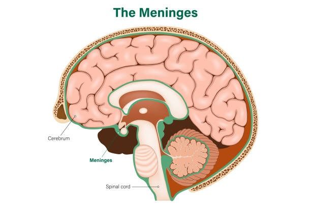 An illustration of the meninges - Courtesy of Dr Lee.