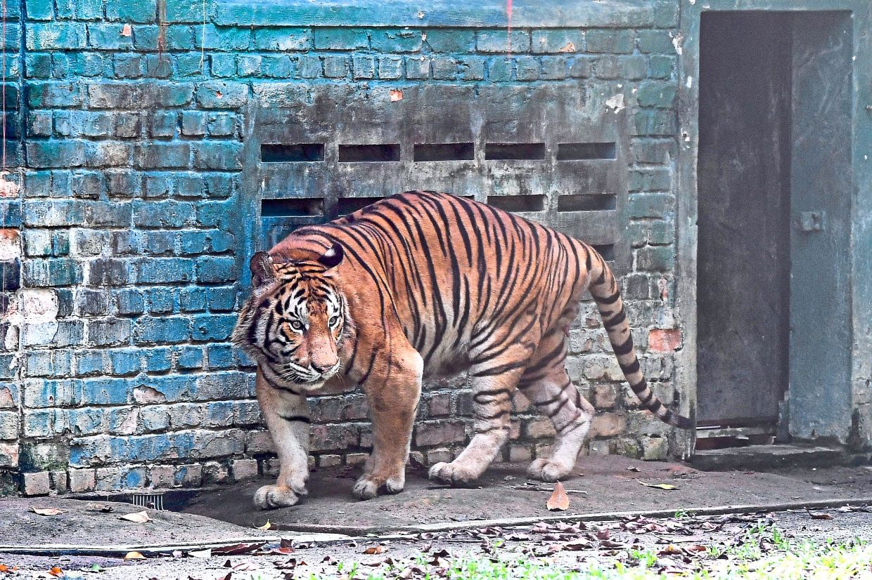 The Malayan Tiger Breeding in Captivity Programme was introduced to boost its population. — IZZRAFIQ ALIAS/The Star