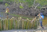 The Bamboo warriors of Masbate