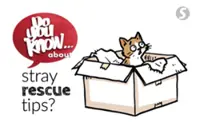 Do you know ... about stray rescue tips?