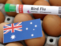 Bird flu detected in dead dolphin in South Australia
