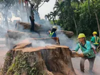 MBPP fells old tree on Jln Macalister after trunk found to be follow