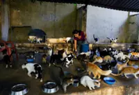Even Cuba's stray cats are feeling the heat as crisis deepens