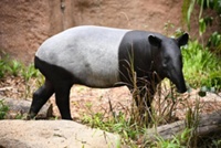 Singapore Zoo employee hospitalised after being bitten by Malayan tapir