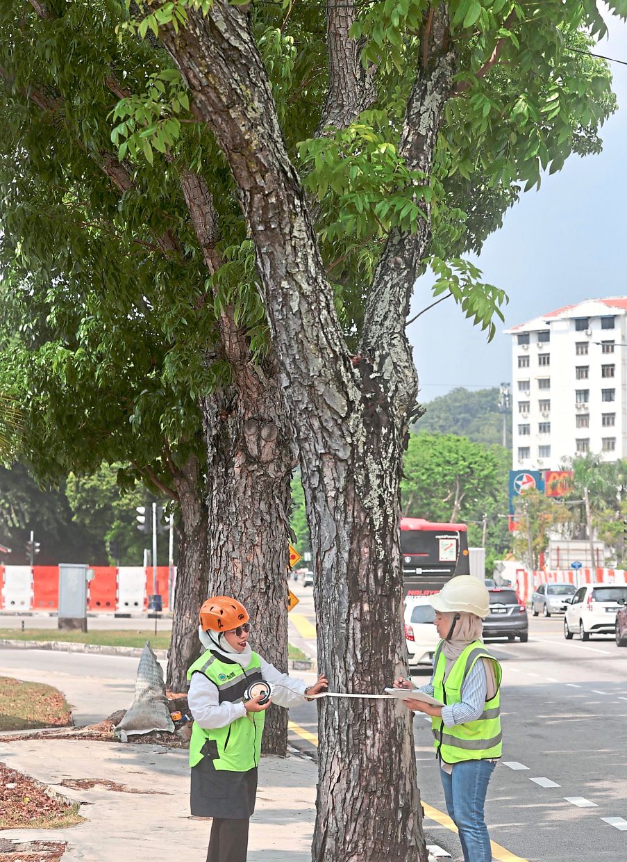 More arborists are needed nationwide to protect both people and urban greenery. — ZHAFARAN NASIB/The Star.