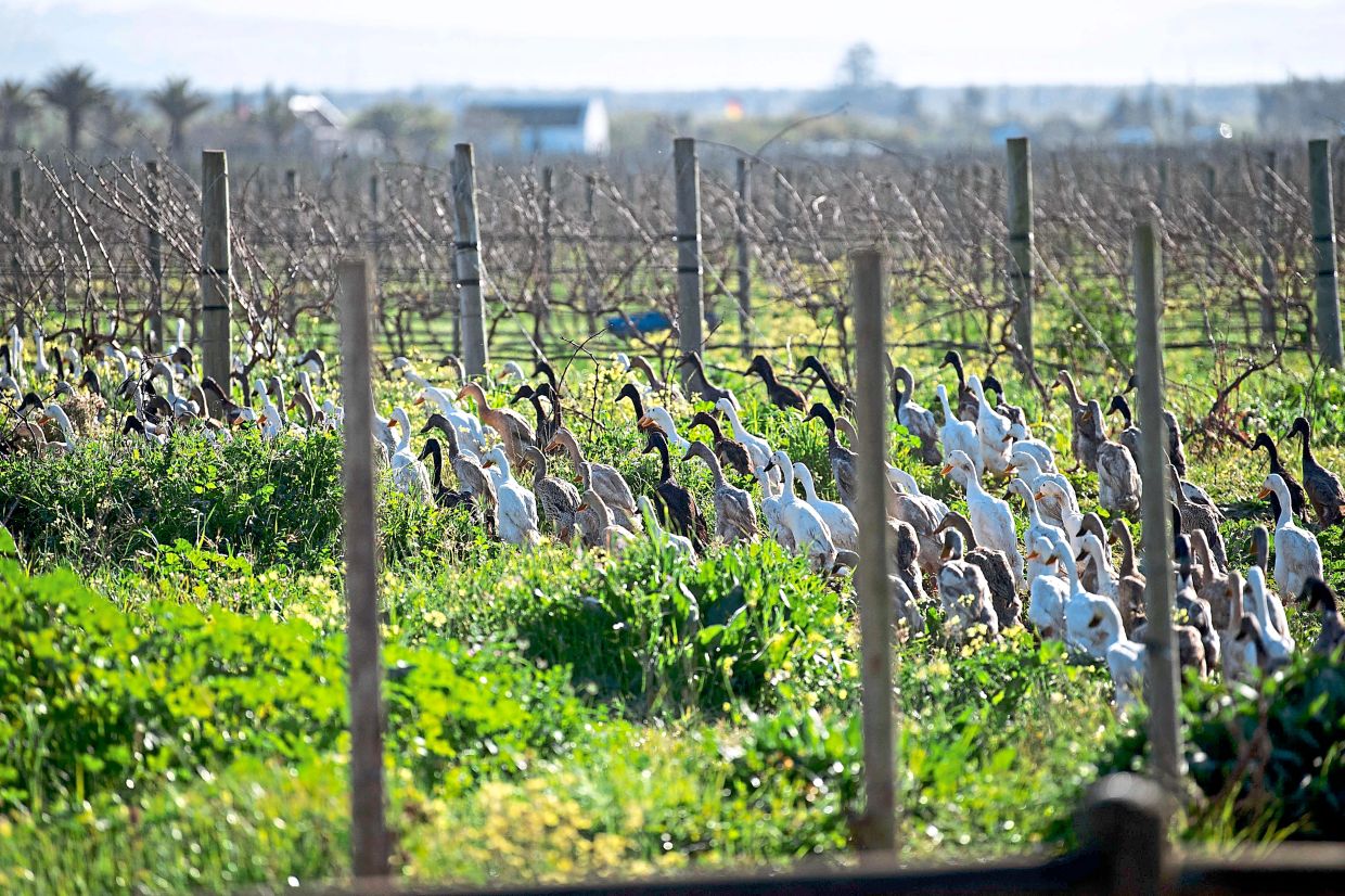 Quacking down on pests: South African wine farm uses ducks for pest control
