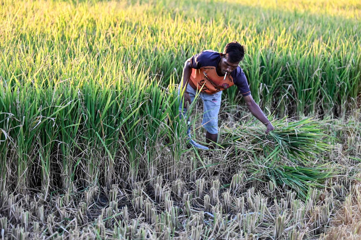 A farmer cuts paddy crops damaged by drought in Aneuk Galong, Aceh province, on Sunday, August 30, 2026. - Photo by CHAIDEER MAHYUDDIN / AFP