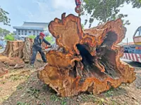 Unsafe trees face the axe before wet season