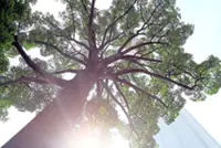 Saving old trees might save lives