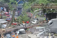 A better safety plan: Protecting urban trees without putting people at risk