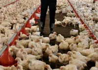 Poultry farms remain resilient despite conditions