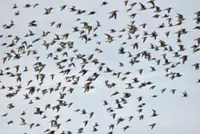 Animals and plants also affected by air pollution