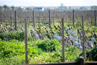 Quacking down on pests: South African wine farm uses ducks for pest control