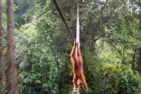 As forests fragment, arboreal bridges offer Indonesia's orangutans a lifeline