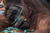 Orangutan rescued from fire zone in Indonesia's Borneo, battles respiratory illness