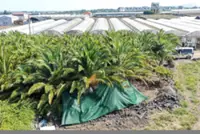 Jeju police re-examining circumstances around death of woman in palm farm