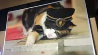 The much-adored cat stationmaster gives hope to struggling Japan Railway to draw visitors